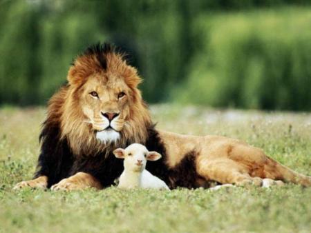 Le Lion